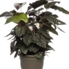 Korbmarante (Calathea sanderiana 'Ornata') D 24 H 80 cm
