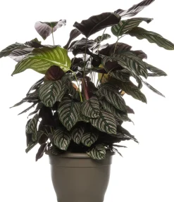 Korbmarante (Calathea sanderiana 'Ornata') D 24 H 80 cm