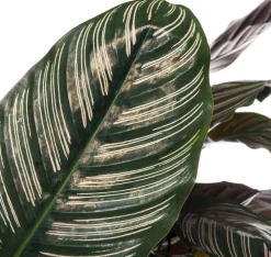Korbmarante (Calathea sanderiana 'Ornata') D 24 H 80 cm