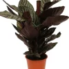 Korbmarante (Calathea sanderiana 'Ornata') D 19 H 80 cm