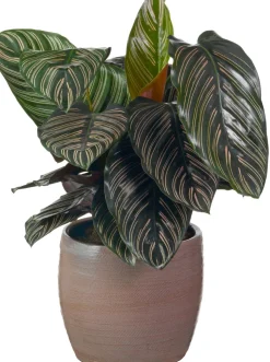 Korbmarante (Calathea sanderiana 'Ornata') D 19 H 80 cm