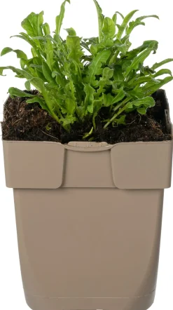 Kornblume (Centaurea jacea) D 11 H 15 cm