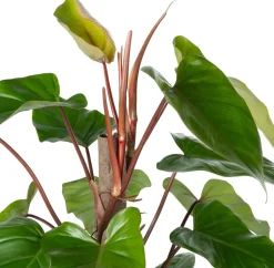 Kratiste nachhaltige Kletterstange D 6 H 120 cm