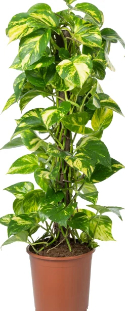 Kratiste nachhaltige Kletterstange D 6 H 120 cm