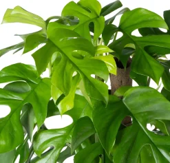 Kratiste nachhaltige Kletterstange D 6 H 120 cm