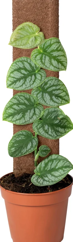 Kratiste nachhaltiges Kletterbrett 45 x 8 x 4 cm