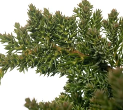 Kriechender Wacholder (Juniperus procumbens 'Nana') D 17 H 20 cm