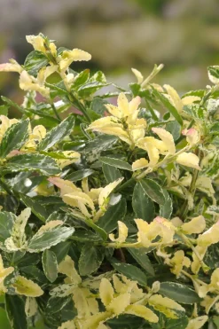 Kriechspindel (Euonymus fortunei 'Harlequin')