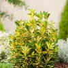 Kriechspindel (Euonymus japonicus 'Aureus')