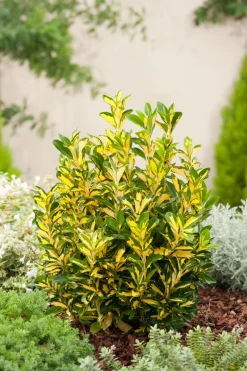 Kriechspindel (Euonymus japonicus 'Aureus')