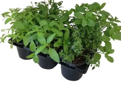 Kräuter Mix 6 Pflanzen