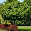 Kugelahorn (Acer platanoides 'Globosum') D 33 H 210 cm