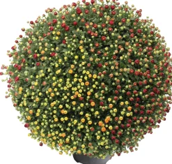 Kugel-Chrysantheme (Chrysanthemum 'Carnaval') D 19 H 45 cm