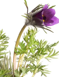Kuhschelle (Pulsatilla vulgaris) D 9 H 5 cm