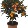 Kumquat (Citrus sinensis 'Kumquat') D 20 H 80 cm