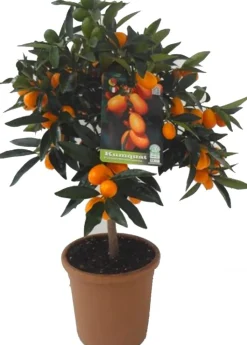 Kumquat (Citrus sinensis 'Kumquat') D 20 H 80 cm