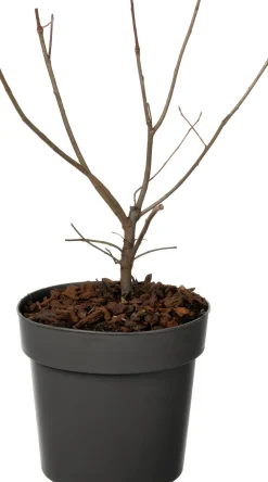 Kupfer-Felsenbirne (Amelanchier lamarckii) D 19 H 30 cm