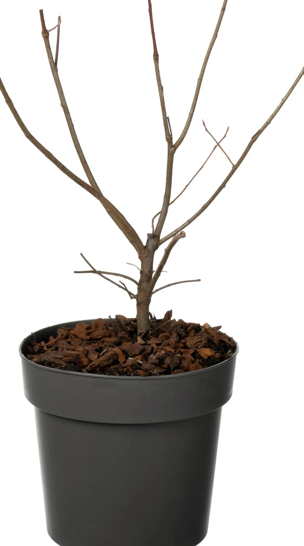 Kupfer-Felsenbirne (Amelanchier lamarckii) D 19 H 30 cm