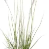 Lampenputzergras (Pennisetum alopecuroides 'Hameln') D 17 H 40 cm