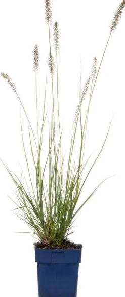 Lampenputzergras (Pennisetum alopecuroides 'Hameln') D 17 H 40 cm