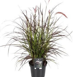 Lampenputzergras (Pennisetum x advena 'Summer Samba') D 19 H 50 cm