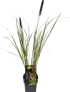 Lampenputzergras (Pennisetum alopecuroides 'Viridescens') D 17 H 80 cm