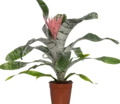 Lanzenrosette (Aechmea 'Primera') D 15 cm H 60 cm
