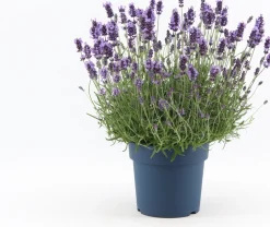 Lavendel (Lavandula angustifolia 'Felice Premium Provence') D 19 H 45 cm