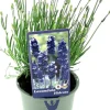 Lavendel (Lavandula angustifolia 'Hidcote') D 13 H 15 cm