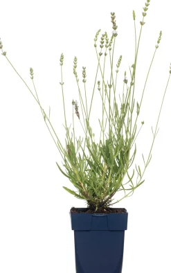 Lavendel (Lavandula Angustifolia 'Edelweiss')