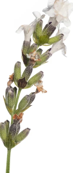 Lavendel (Lavandula Angustifolia 'Edelweiss')