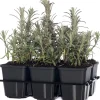 Lavendel (Lavandula angustifolia) D 9 H 10 cm 6 Pflanzen