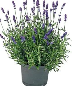 Lavendel (Lavendula angustifolia 'Hidcote') D 13 H 20 cm