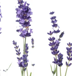 Lavendel (Lavendula angustifolia 'Hidcote') D 13 H 20 cm