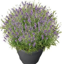 Lavendel (Lavendula angustifolia 'Essence Purple') D 26 H 50 cm