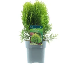 Lebensbaum (Platycladus orientalis 'Aurea Nana') D 17 H 35 cm