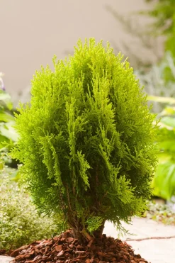 Lebensbaum (Platycladus orientalis Aurea Nana)