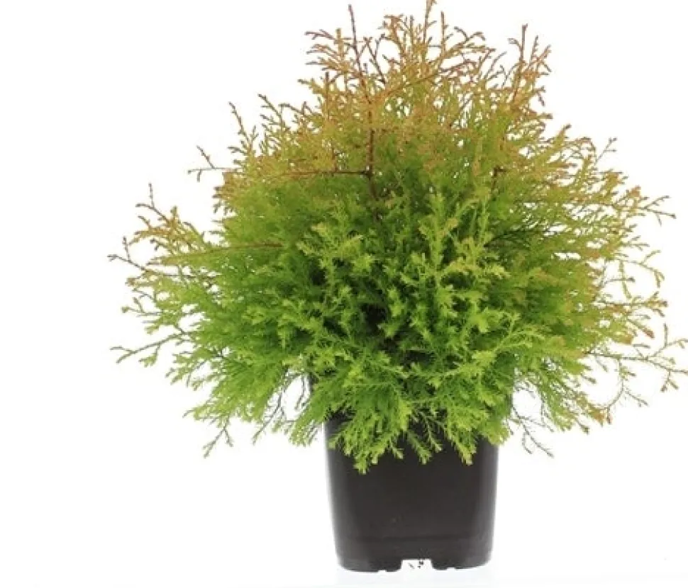 Lebensbaum (Thuja occidentalis 'Golden Globe') D 17 H 15 cm