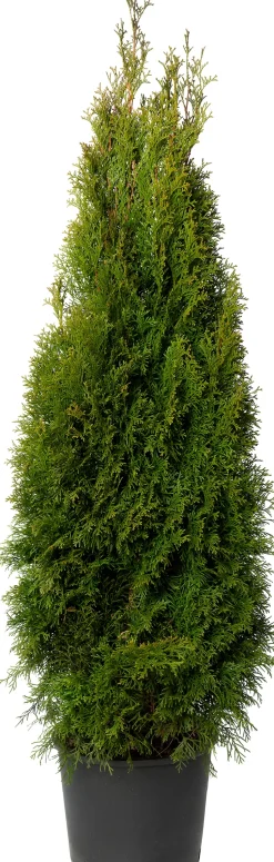Lebensbaum (Thuja occidentalis 'Smaragd') D 21 H 70 cm