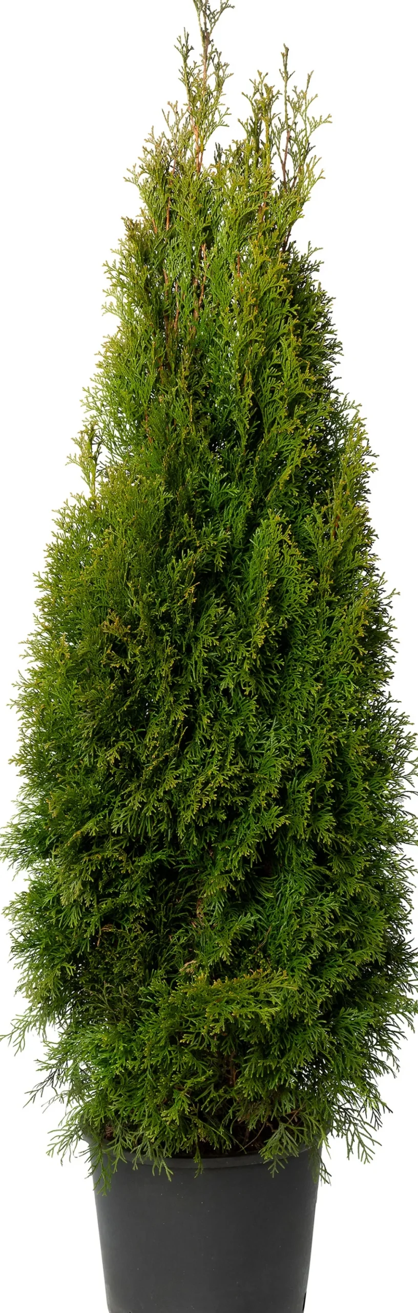 Lebensbaum (Thuja occidentalis 'Smaragd') D 21 H 70 cm