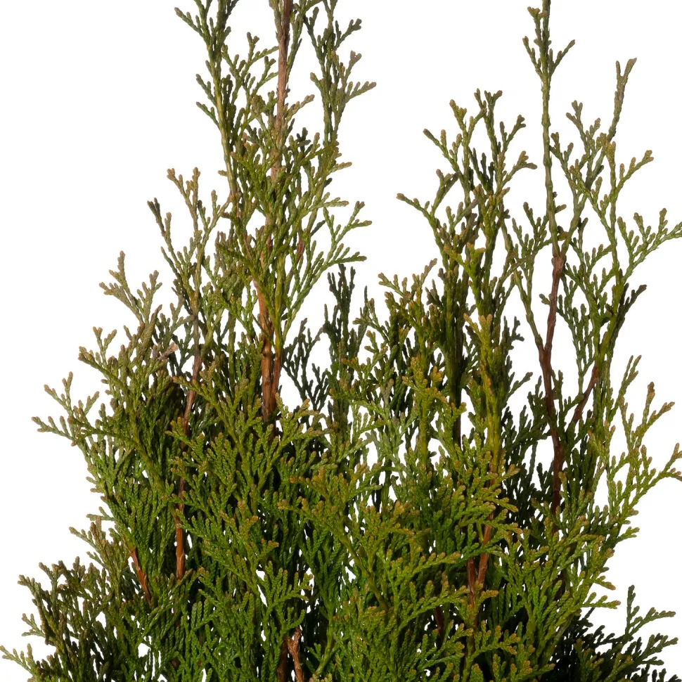 Lebensbaum (Thuja occidentalis 'Smaragd') D 21 H 70 cm