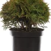 Lebensbaum (Thuja occidentalis 'Danica') D 17 H 15 cm