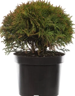 Lebensbaum (Thuja occidentalis 'Danica') D 17 H 15 cm
