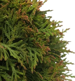 Lebensbaum (Thuja occidentalis 'Danica') D 17 H 15 cm