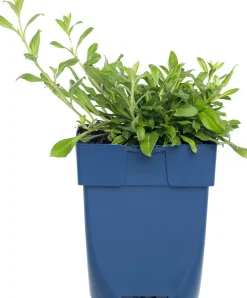 Leimkraut (Silene schafta) D 11 H 10 cm