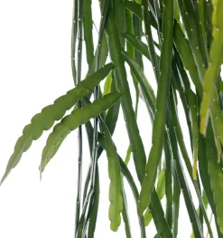 Lepismium (Lepismium bolivianum) D 21 H 55 cm