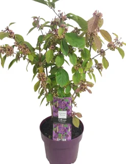 Liebesperlenstrauch (Callicarpa bodinieri 'Profusion') D 19 H 60 cm