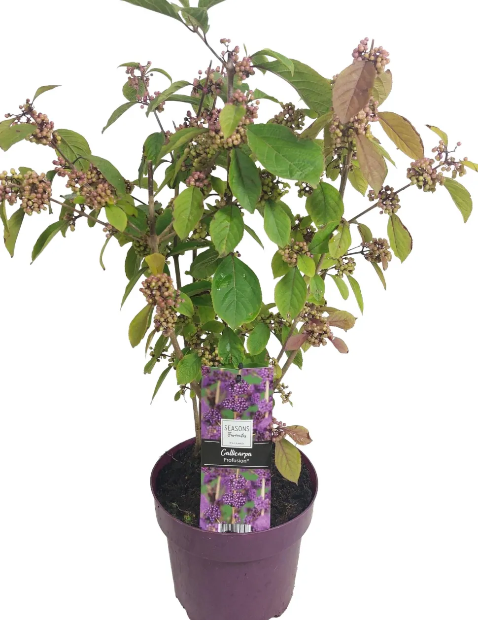Liebesperlenstrauch (Callicarpa bodinieri 'Profusion') D 19 H 60 cm