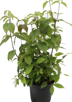 Liebesperlenstrauch (Callicarpa bodinieri 'Autumn Glory') D 21 H 60 cm