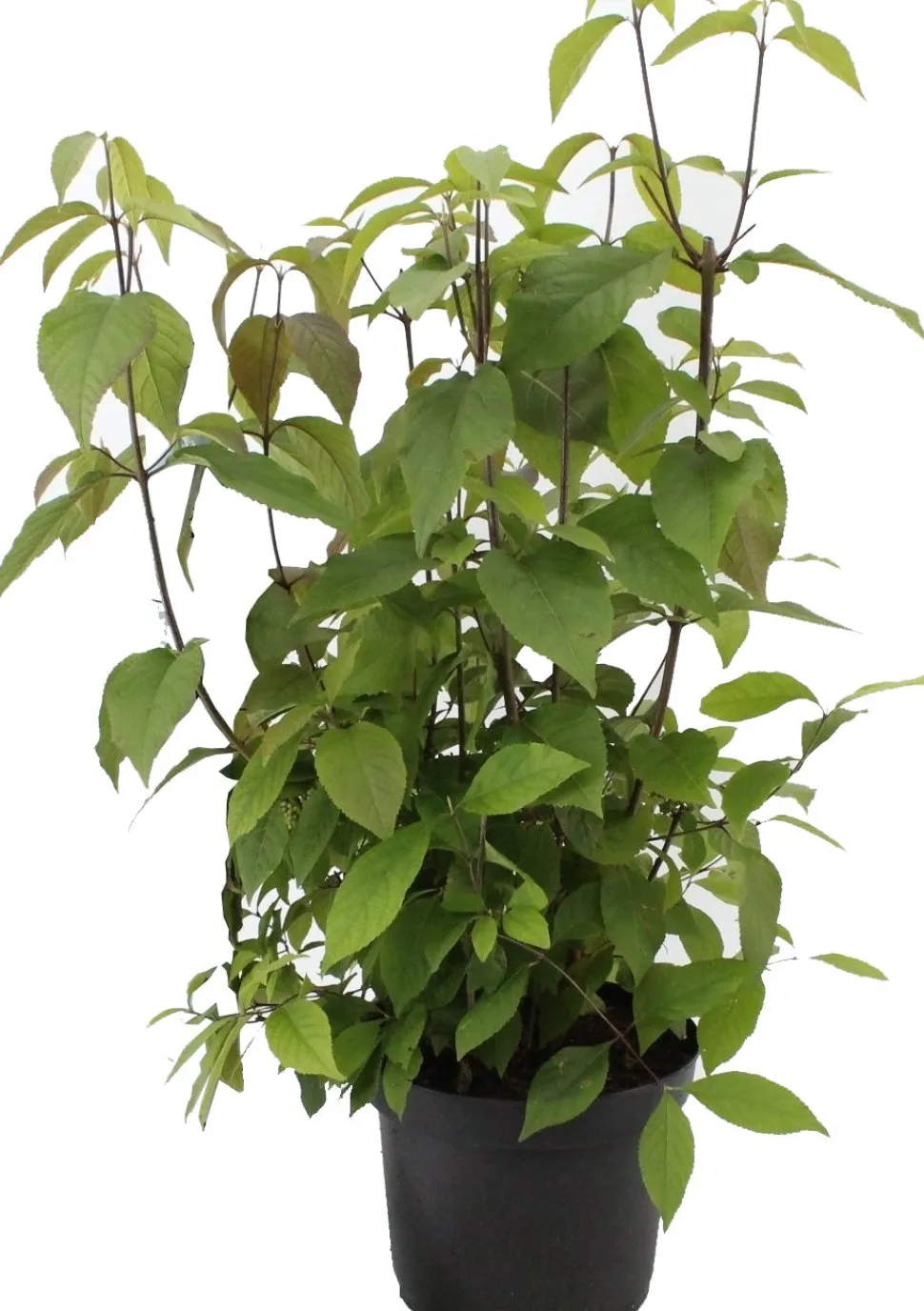 Liebesperlenstrauch (Callicarpa bodinieri 'Autumn Glory') D 21 H 60 cm